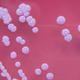 Colonias de Burkholderia pseudomallei en un cultivo